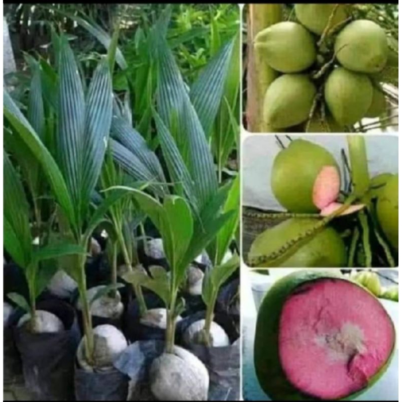 {COD} Paket 2 Batang Bibit Kelapa Wulung Hijau Unggul
