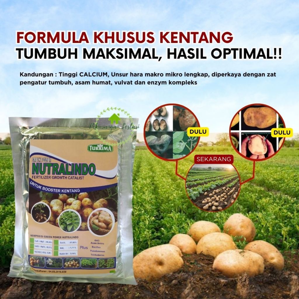 Pupuk Booster Kentang Cepat Besar, Pupuk Plus Tricoderma Anti Layu Bakteri, Pupuk Pelabat Umbi Kenta
