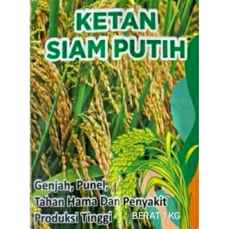 1kg benih padi ketan siam putih super bibit unggul siap tanam