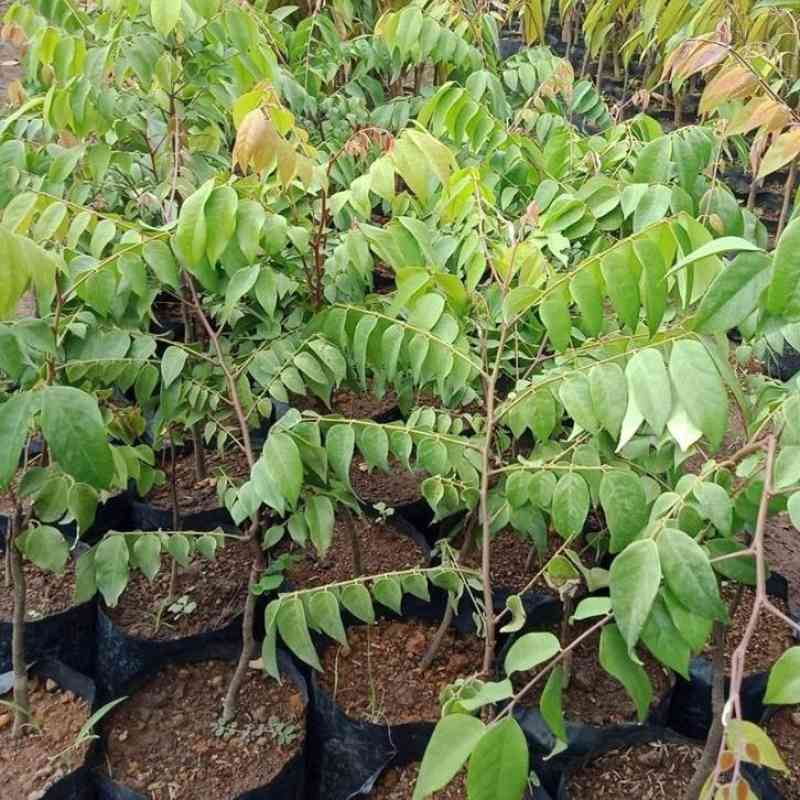 BIBIT BELIMBING MADU SUDAH BERBUAH SPESIAL LIVE 15.03