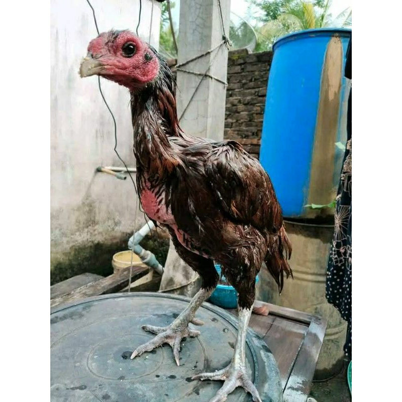 telur fertil pama ninja ori 100% work