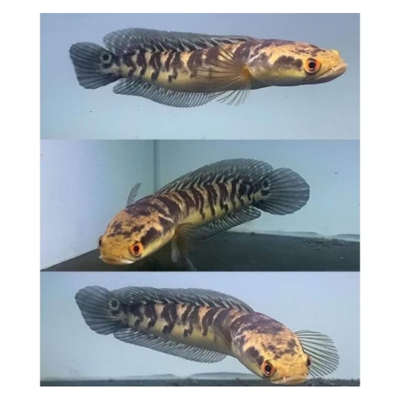 IKAN CANA MARU BATIK