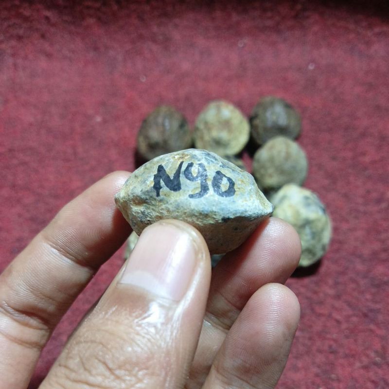 

nyonyo asli Sleman jogja
