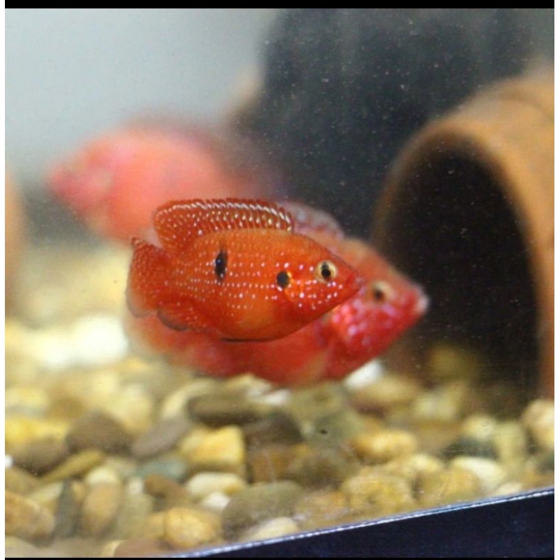 

HIASAN AQUARIUM/RED JEWEL BALLON