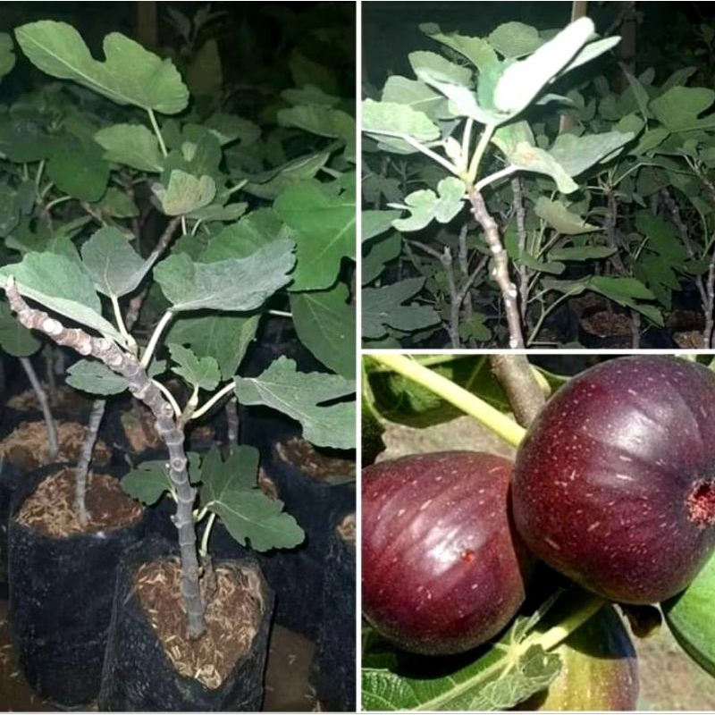 Bibit Buah Tin Brown Turki Kualitas Super Asal Cangkok Batang Siap Tanam Siap Berbuah Cocok Dalam Po