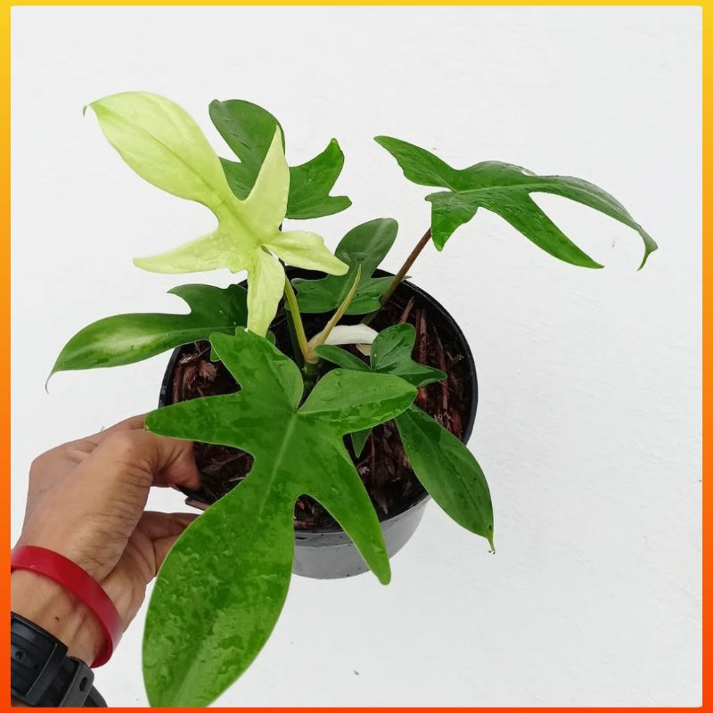 Tanaman Hias PhiloDendron Florida Ghost Bibit Bunga Philo Merpati