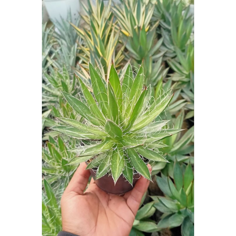 Agave Filifera pot 10cm full
