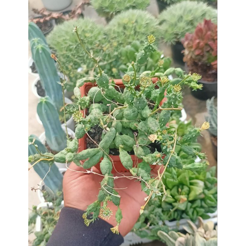 Euphorbia Globosa Cluster Rimbun