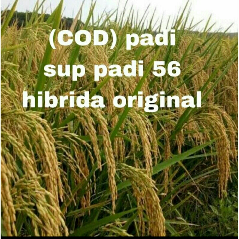 BENIH PADI SUPPADI 56 HIDRIDA KEMASAN 5KG