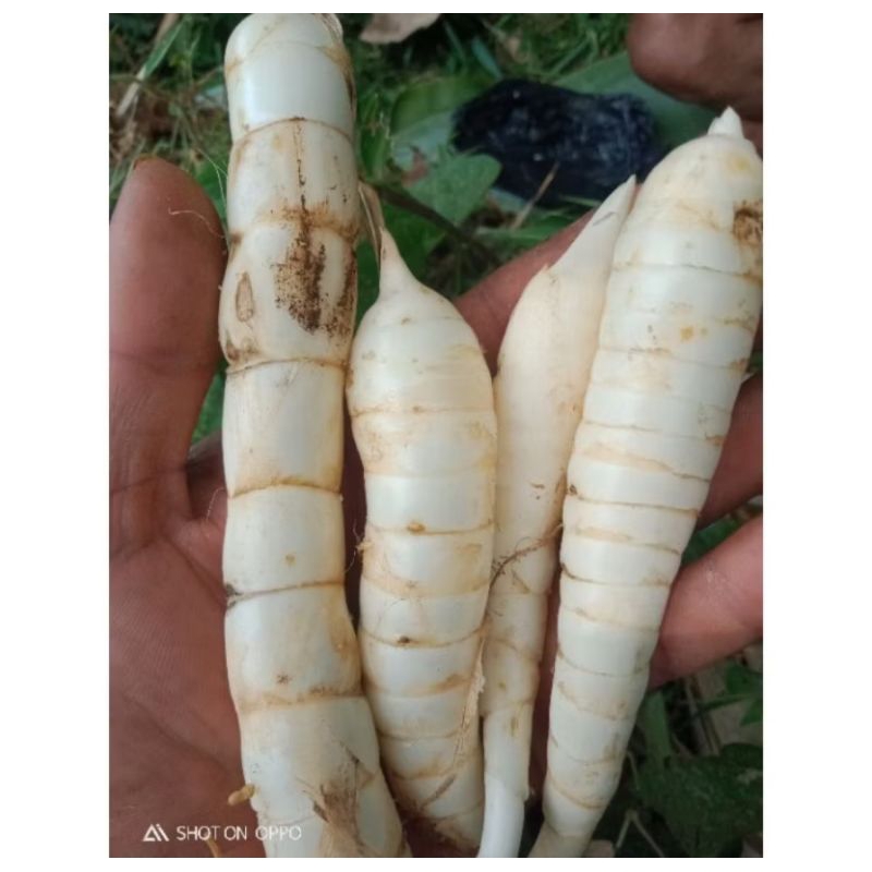 

Umbi Garut fresh 500 gram