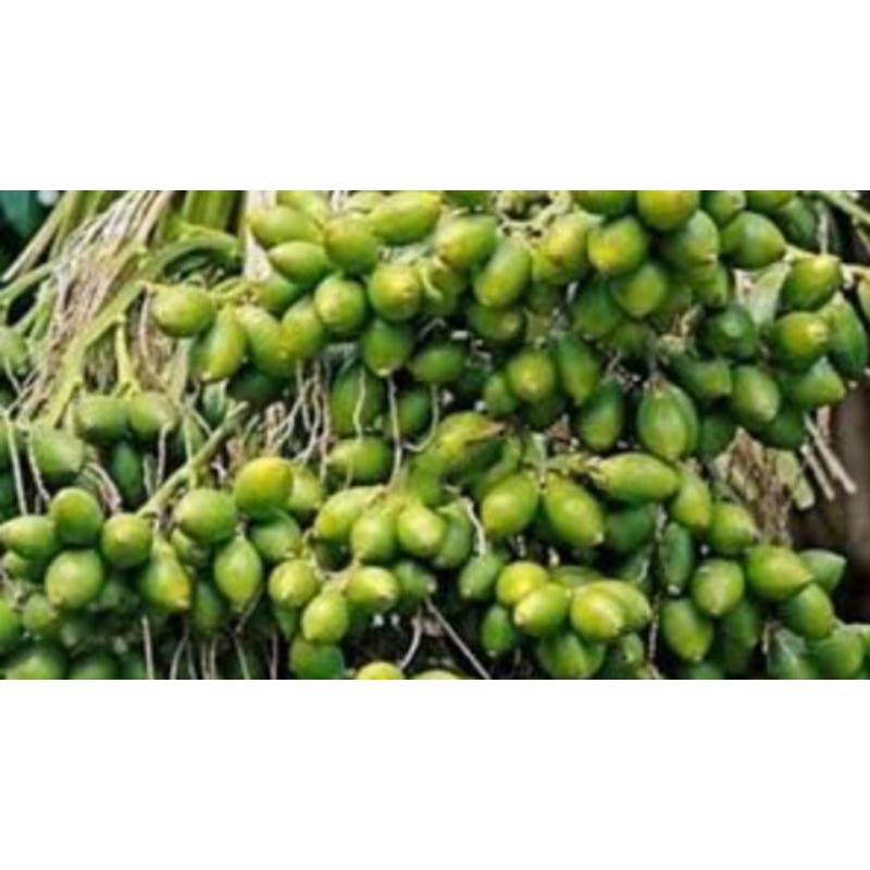 

buah pinang muda 1kg fresh