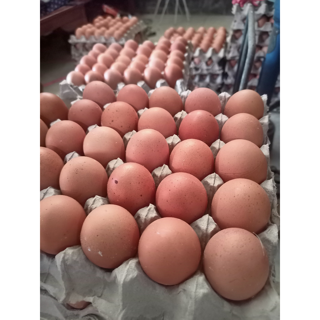 

Telur Ayam Horn berkualitas 1 Tray (2kg)