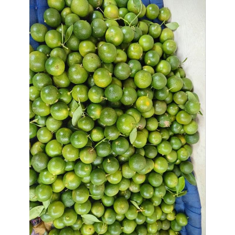 

5kg jeruk sonkit jeruk kasturi jeruk kunci segaar