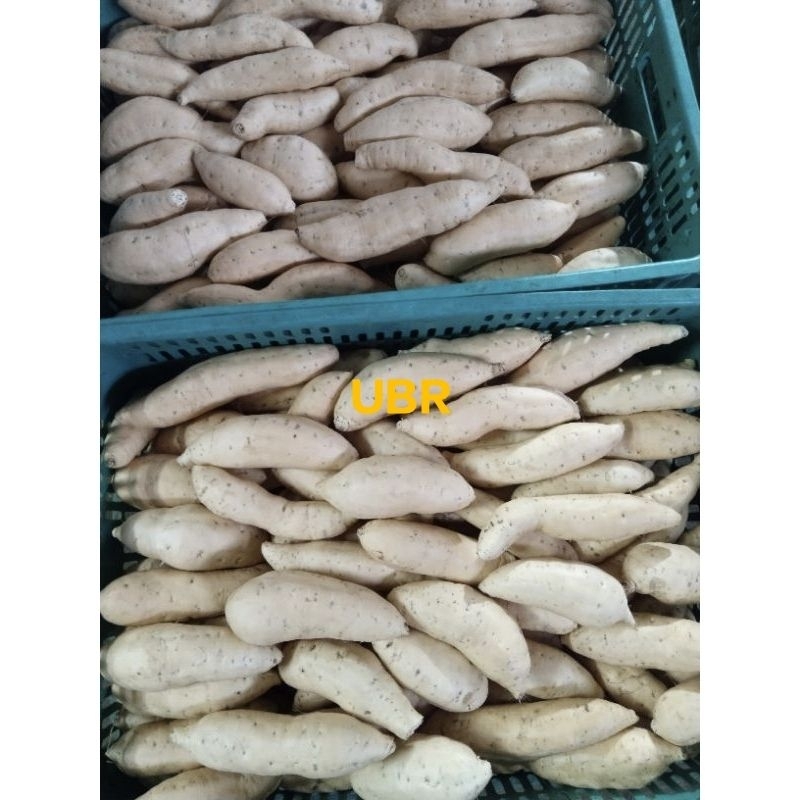 

UBI MADU CILEMBU MENTAH SPEK ARBEN ISI 1 KG UBR