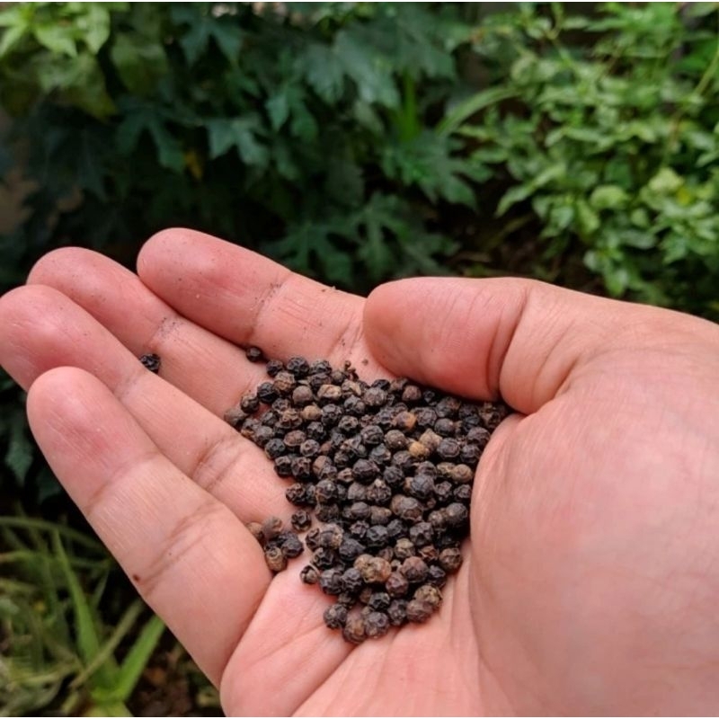 

LADA HITAM BUTIR BANGKA ORGANIK 500GFAM