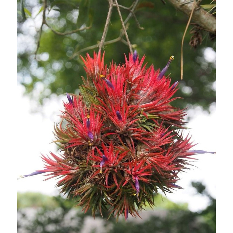 Tillandsia Rubra Druid Houston Fuego