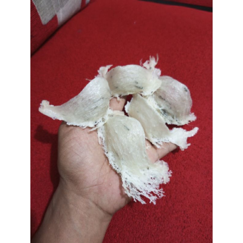 

sarang walet asli,utuh per 8gram,plontos,kotor ringan