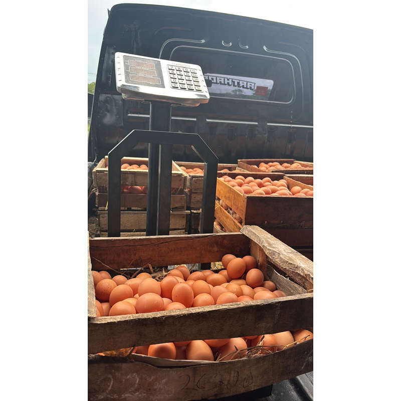 

EggFresh from Arthadanafarm