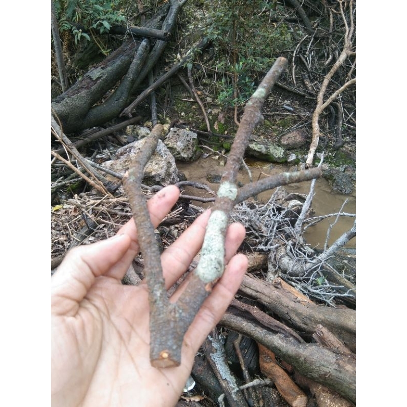 tangkringan burung small ranting kayu santigi