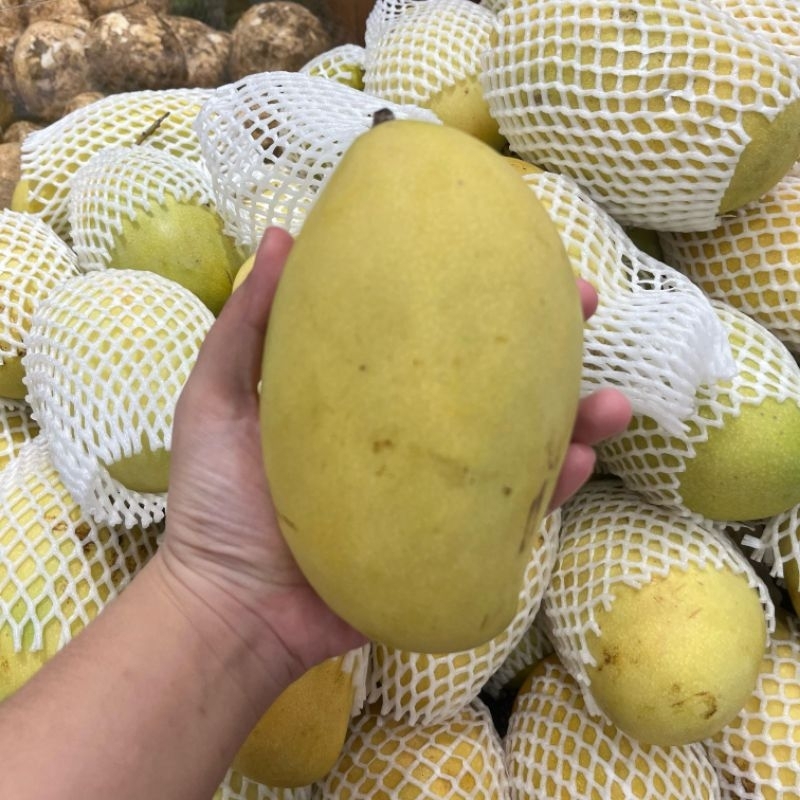 

Mangga Thailand Impor Segar | MANGGA THAILAND IMPORT