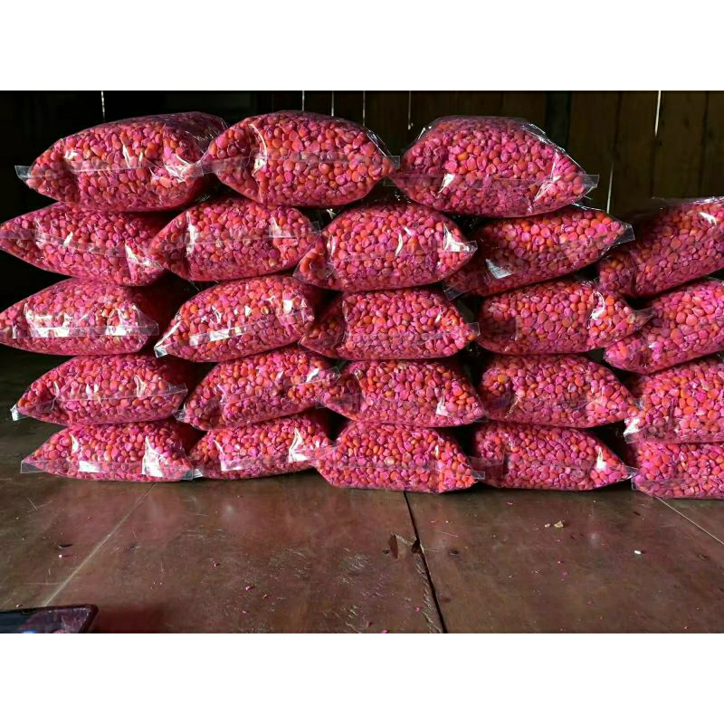 1kg benih jagung hibrida perkasa superan bibit unggul siap tanam