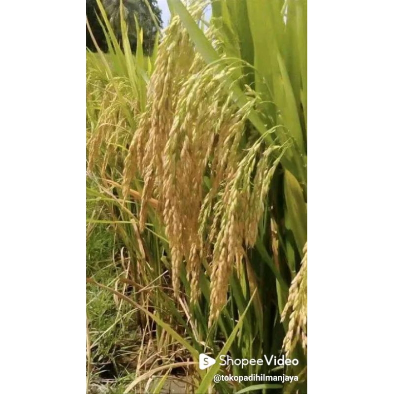 BENIH PADI INPARI 32 PREMIUM JUMBO SHINTA SS 25kg