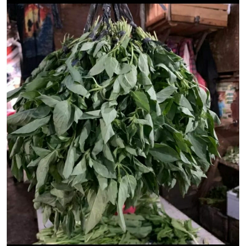 

Daun Kemangi 1 ikat 100 gr