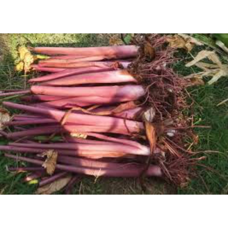 bibit talas pratama 3 isi 50
