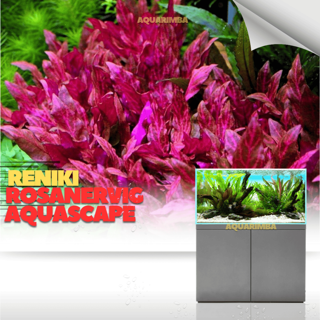 Alternanthera reineckii rosanervig - Tanaman Aquascape Tumbuhan Air Hidup Hiasan Rumput Aquarium