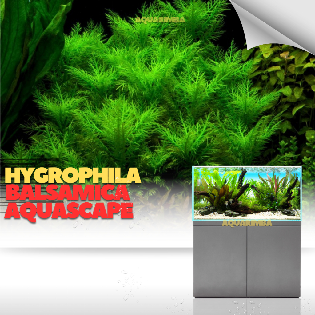 hygrophila balsamica-Tanaman Aquascape Tumbuhan Air Hidup Hiasan Dekorasi Pohon Rumput Aquarium