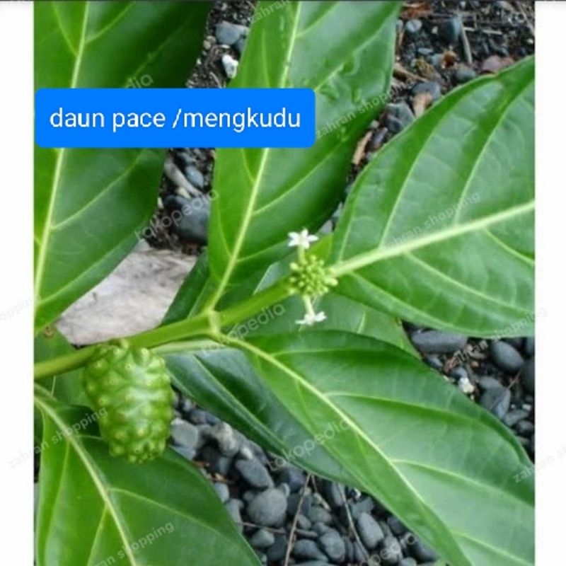 

daun pace/mengkudu segar 1helai pesen baru petik