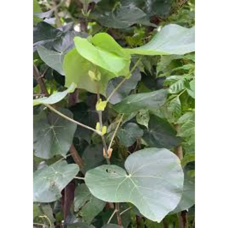 

daun waru paling murah/segar