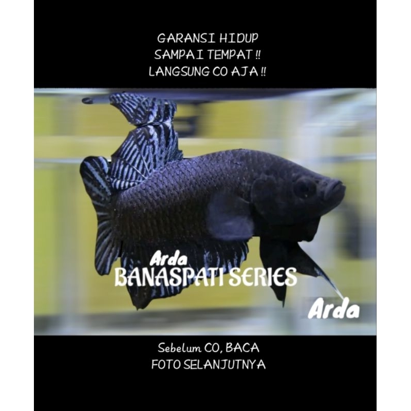 CUPANG ADU SUPER SERI BANASPATI ORIGINAL Cupang Adu MDS Medan Super Cupang Adu Lokal Super Cupang Ad