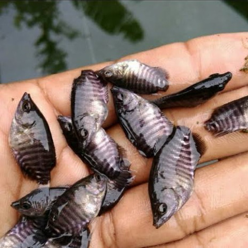 BIBIT GURAME SOANG INDUKAN SUPER