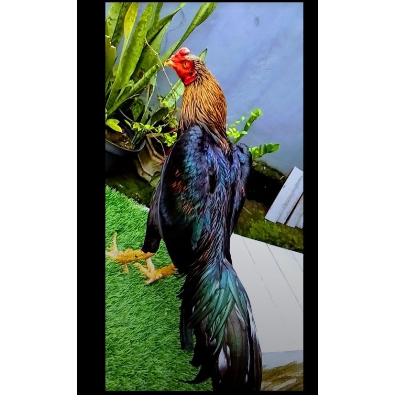 Telur fertil ayam pakhoy trah maneedaeng