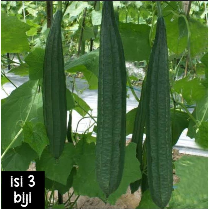 BIBIT GAMBAS ,BIBIT OYONG HIJAU, BIJI GAMBAS, BIBIT SERIBUAN MURAH