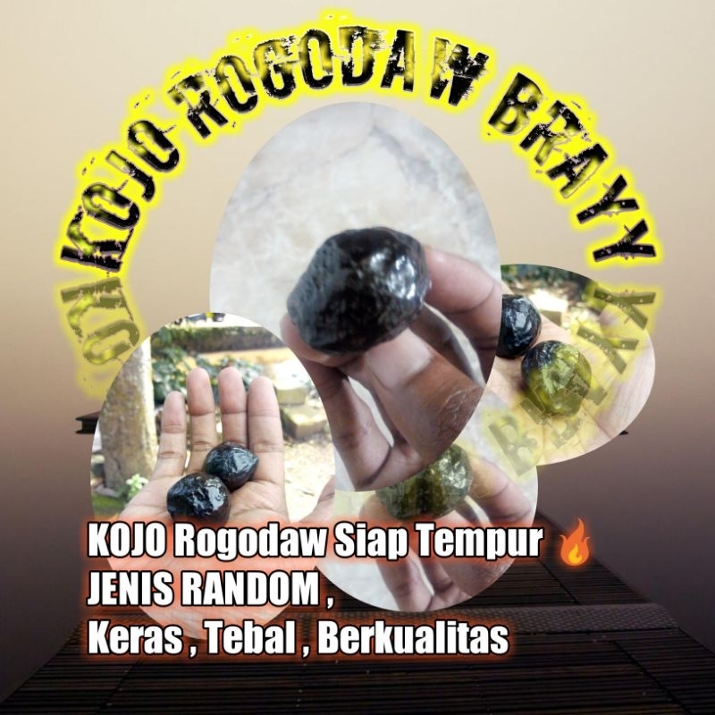 Muncang Adu KOJO ROGODAW BRAYy Berkualitas