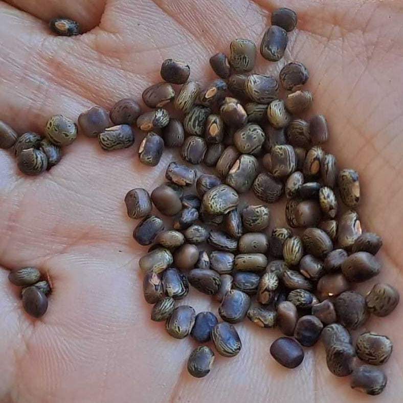Benih Biji Kacang CP (Centrosema Pubescens) Cover Crop