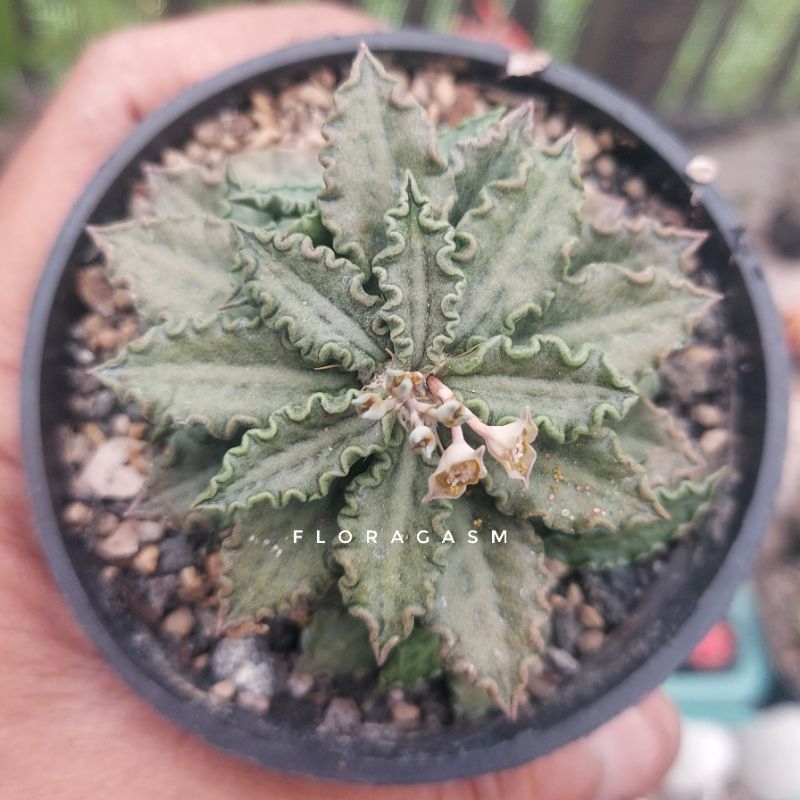 Euphorbia tulearensis
