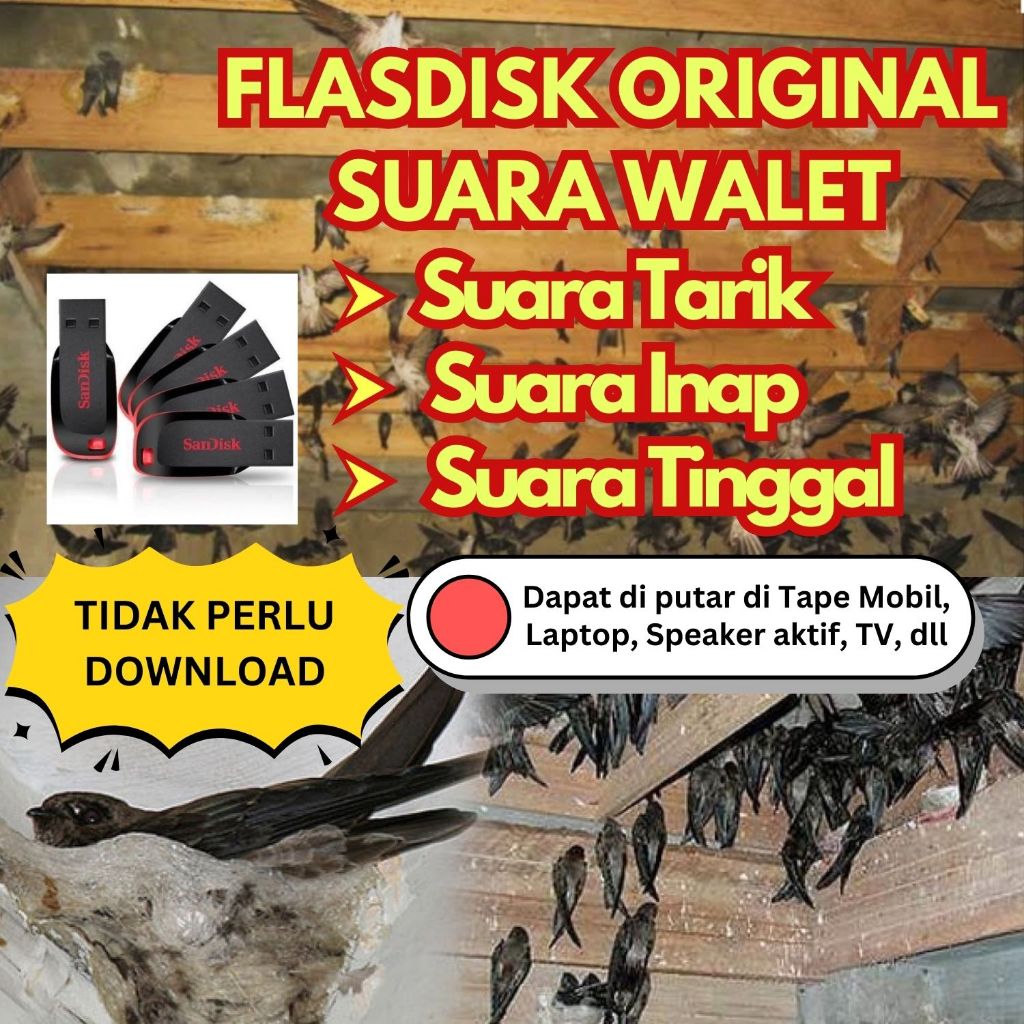 Suara Walet Asli Flesdisk Penarik Burung Walet Plesdis Masteran Walet