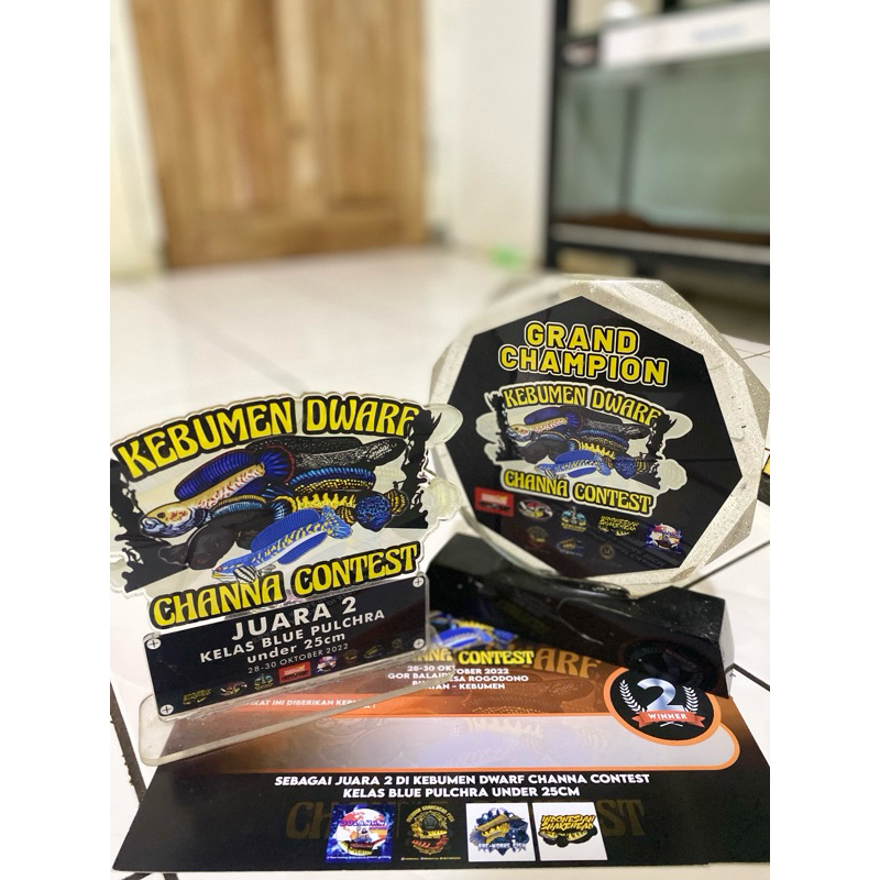 Kebumen Dwarf Channa Contest J2 + GC Pulchra