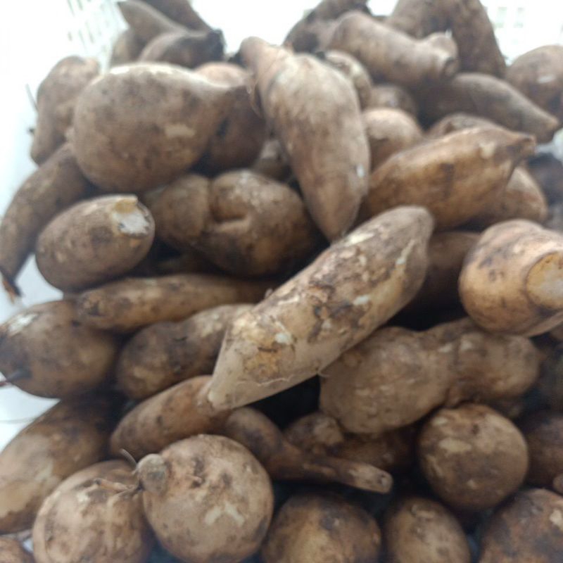 

UBI YAKON MINI 500gr (1/2kg)