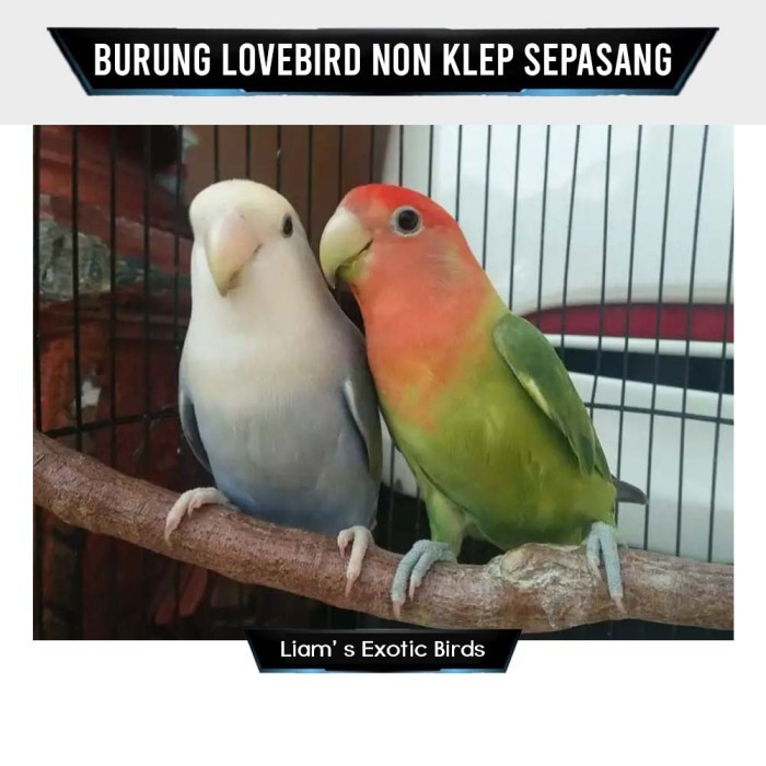 Burung Lovebird Non Klep Sepasang