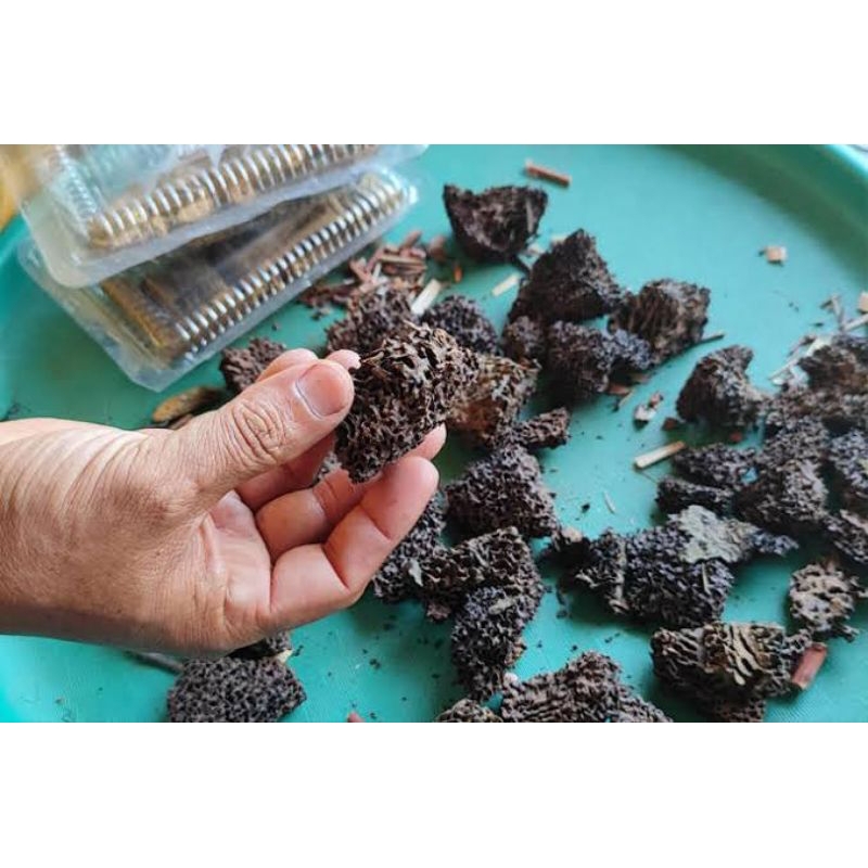 

sarang semut hitam 200gram
