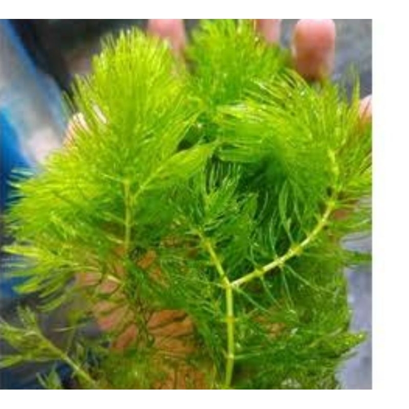 Tanaman Ganggang rumput laut sungai Penambah PH air aquarium/ kolam