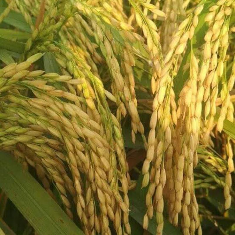 1kg benih padi ketan grendel super(ketan putih)