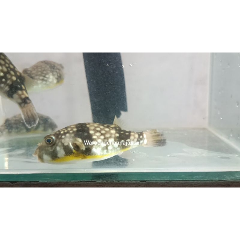 ikan buntal susu air tawar