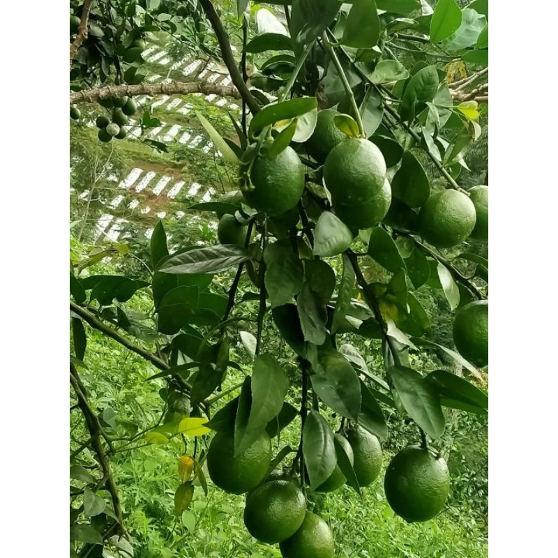 

jeruk lemon segarrr 1 kg