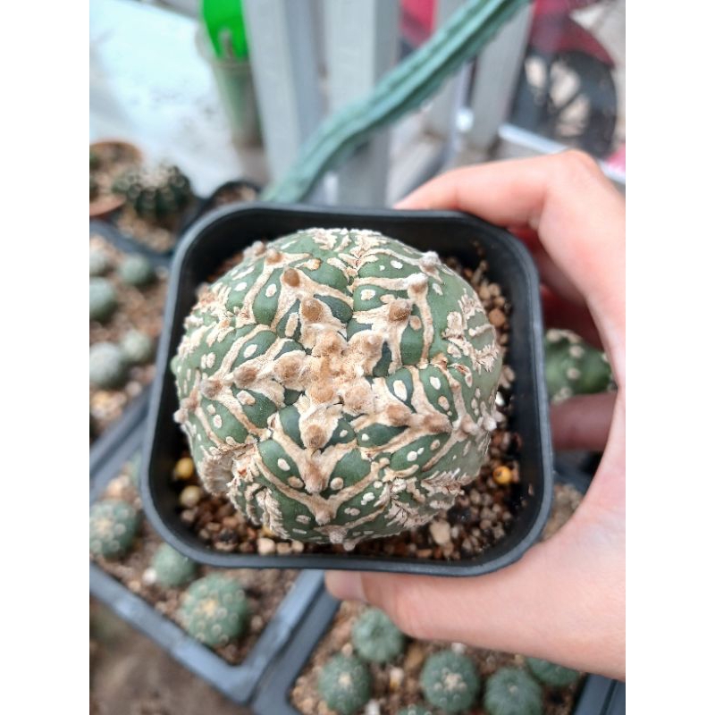 Astrophytum V type defect | Kaktus