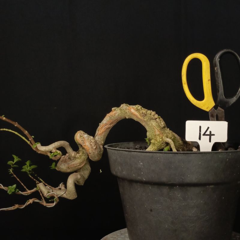 14 - Bahan Bonsai Sancang Cascade / Air Terjun